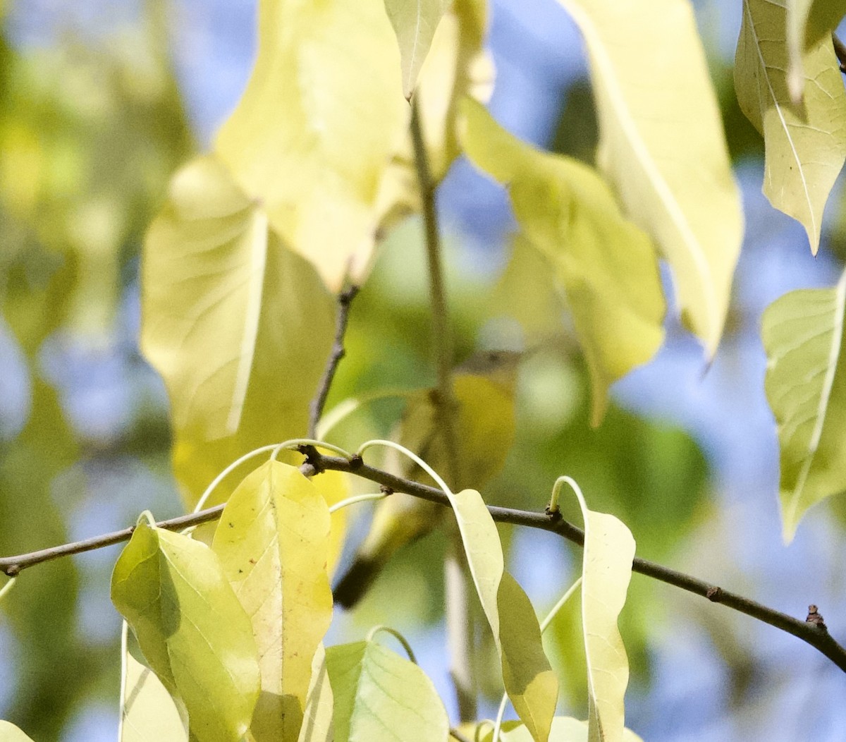 Nashville Warbler (ruficapilla) - ML645955418