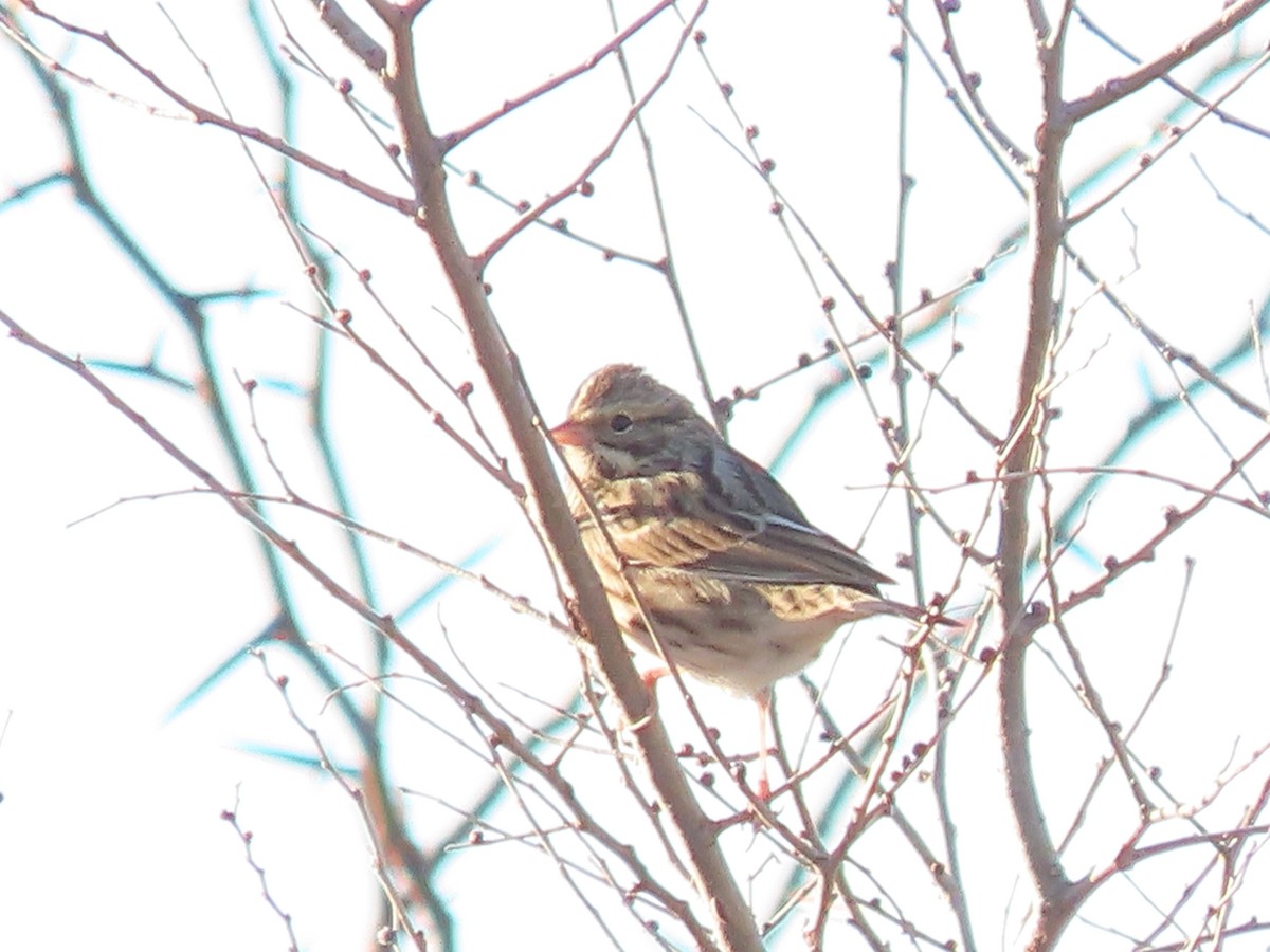 Savannah Sparrow - ML645955421