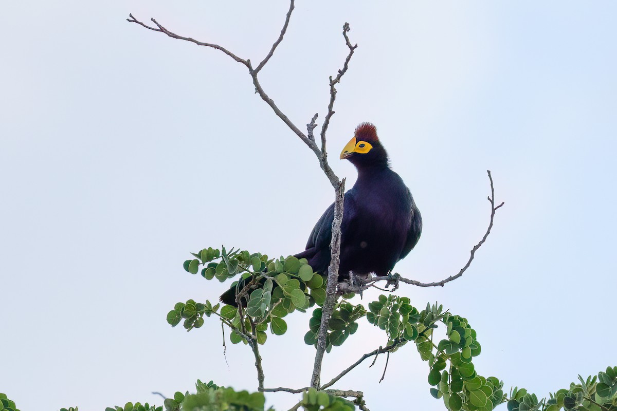 Ross's Turaco - ML645955431