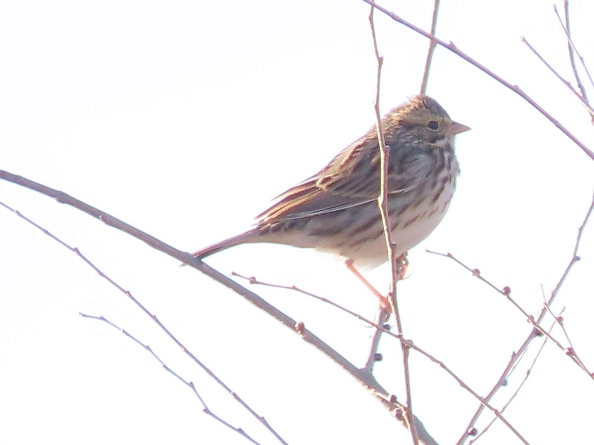 Savannah Sparrow - ML645955432