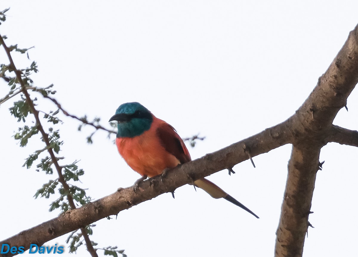 שרקרק ורוד - ML645955439