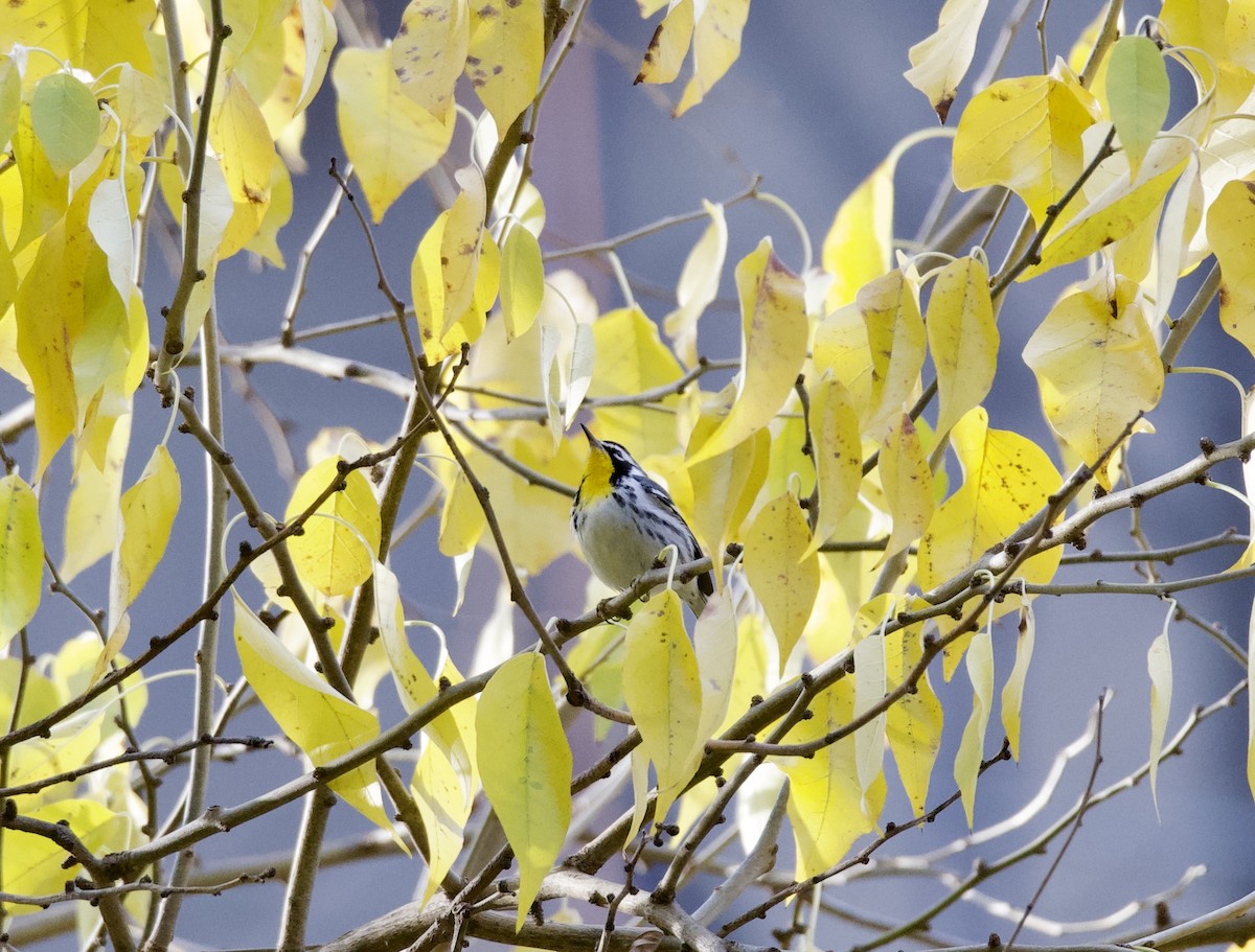 Yellow-throated Warbler - ML645955440