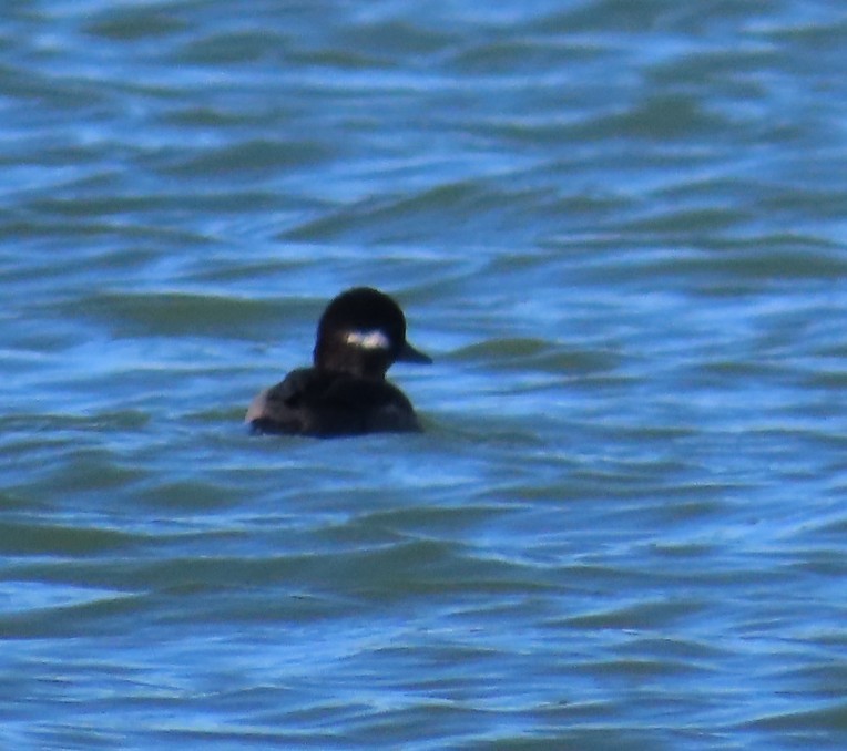 Bufflehead - ML645955444