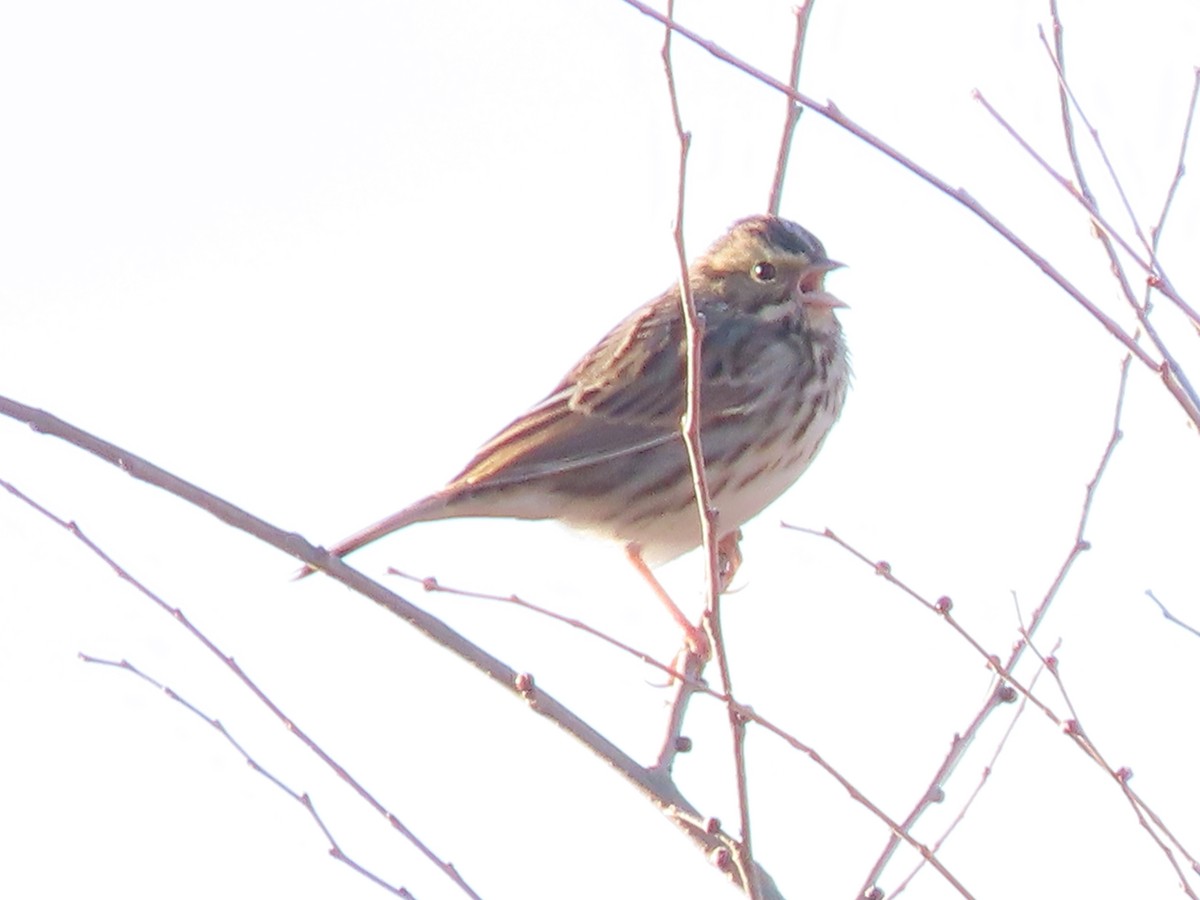 Savannah Sparrow - ML645955445