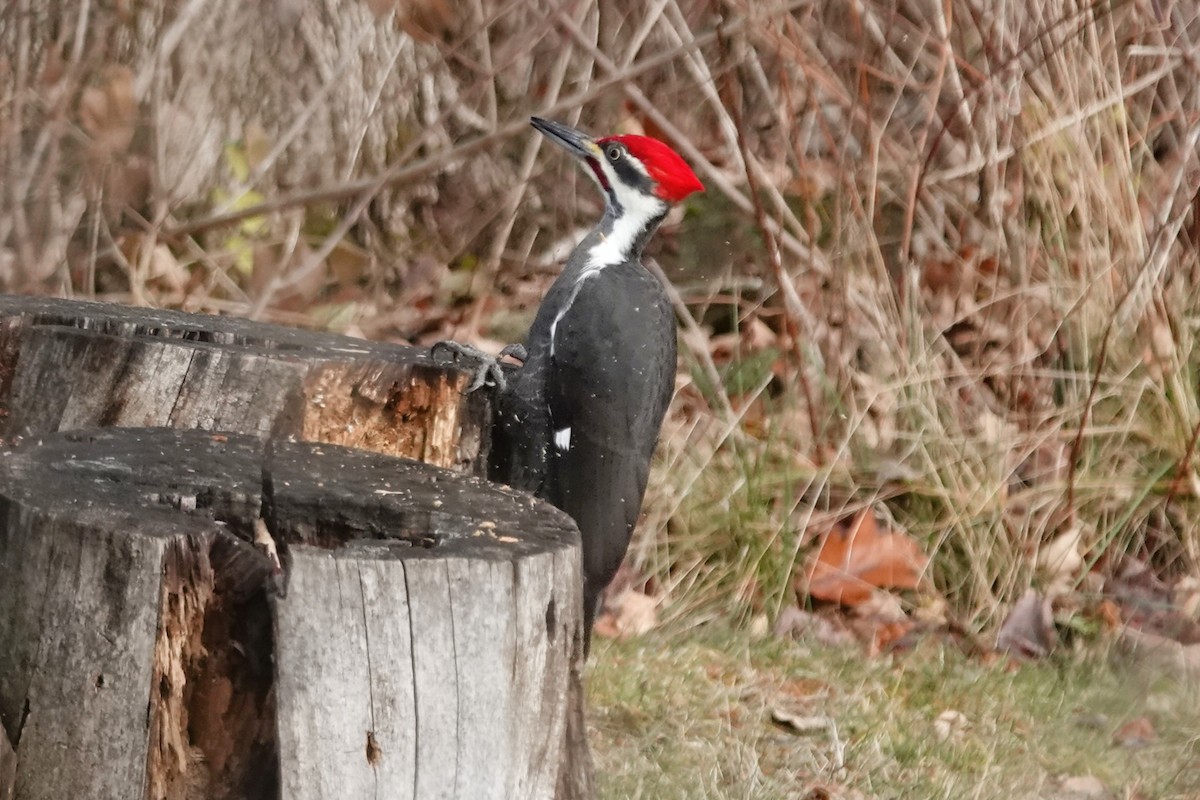 Pileated Woodpecker - ML645955449