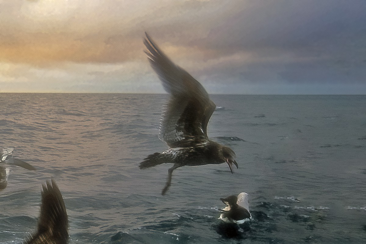 Kelp Gull - ML645955450