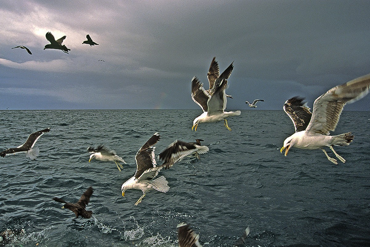 Kelp Gull - ML645955451