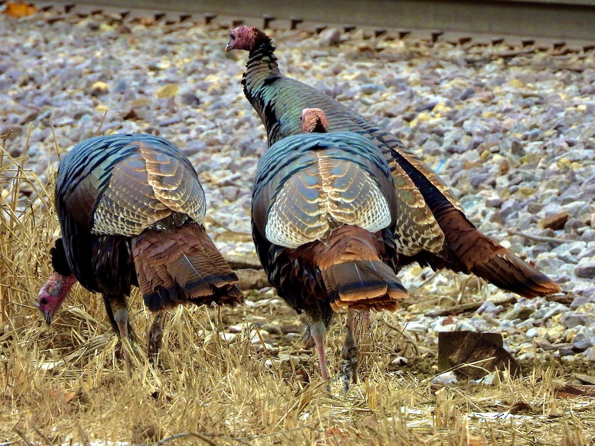 Wild Turkey - ML645955453