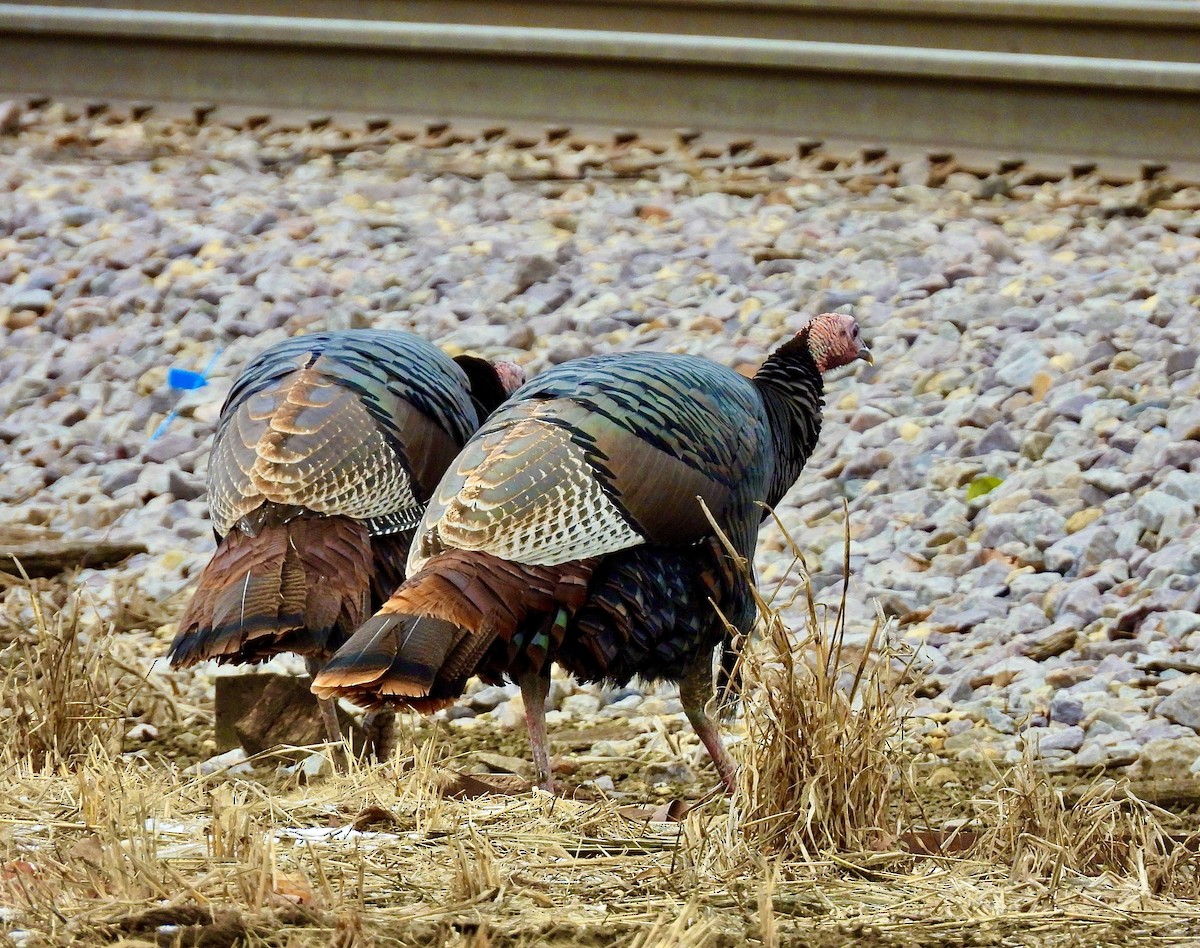 Wild Turkey - ML645955455