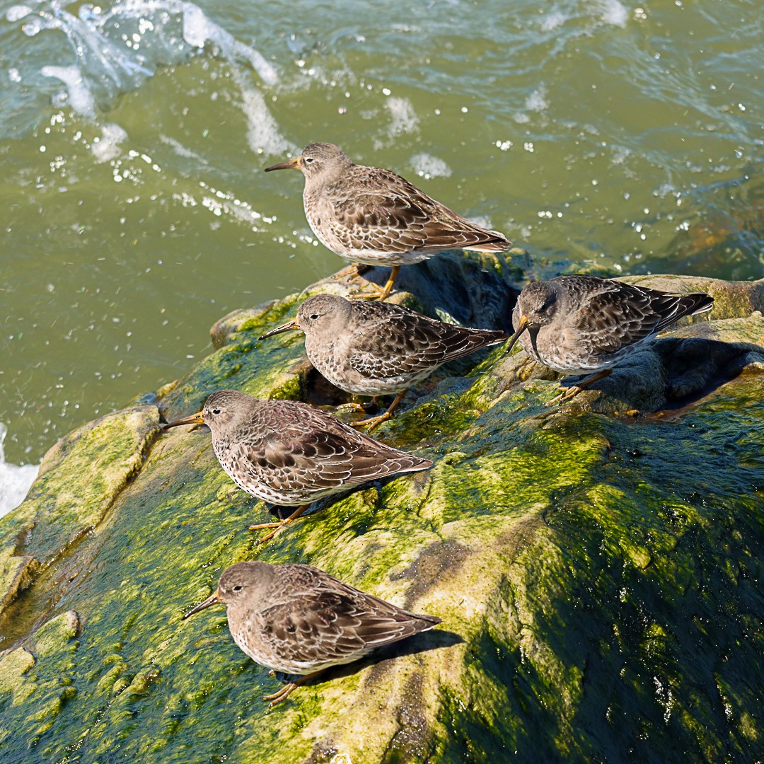 Purple Sandpiper - ML645955463