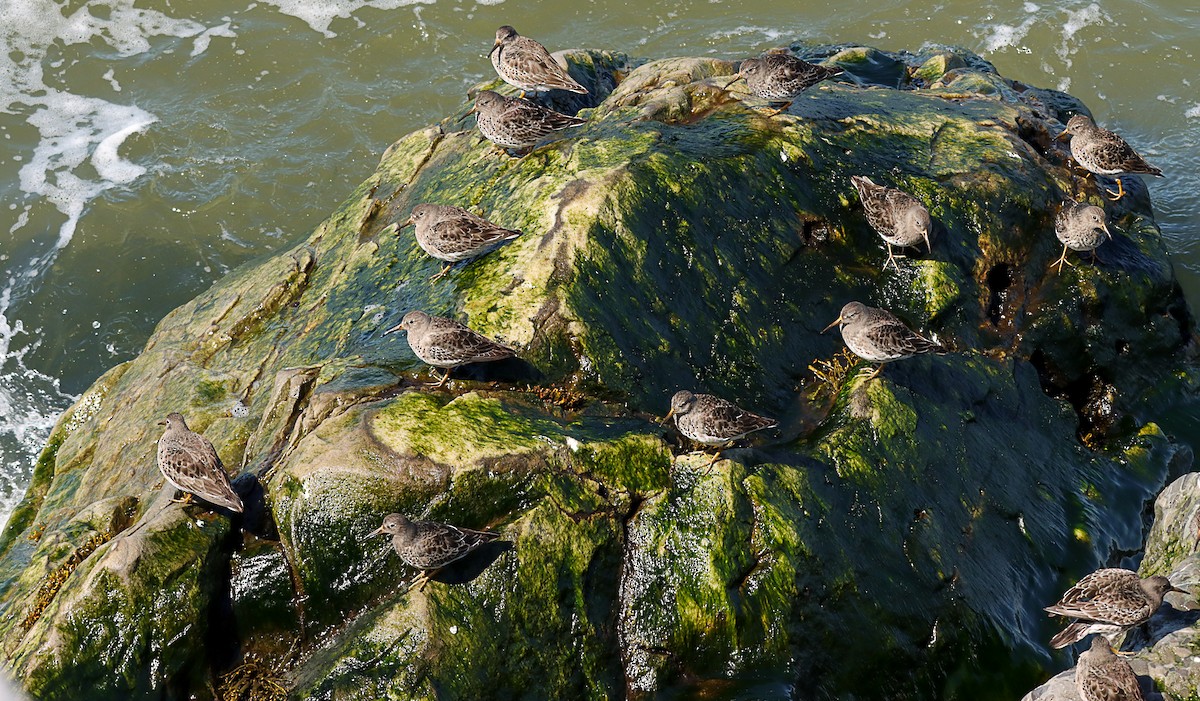 Purple Sandpiper - ML645955464