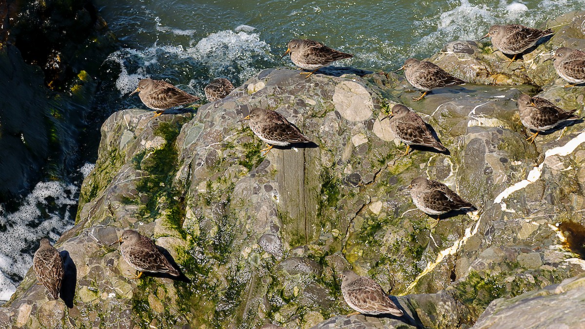 Purple Sandpiper - ML645955467