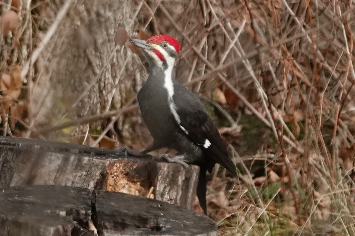 Pileated Woodpecker - ML645955468