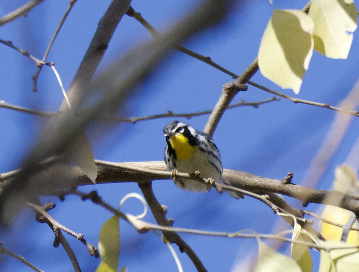 Yellow-throated Warbler - ML645955469
