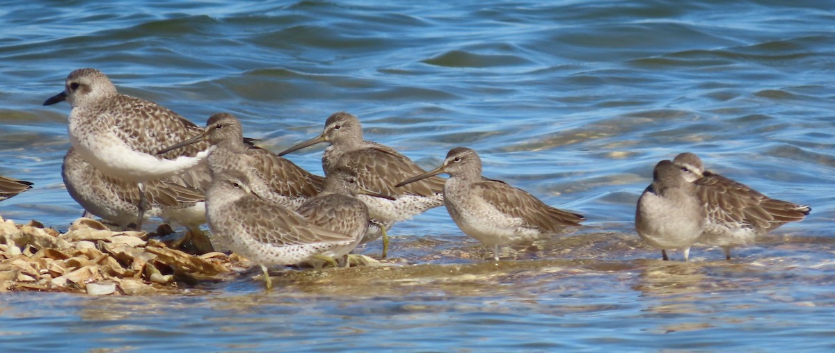 Willet - ML645955470