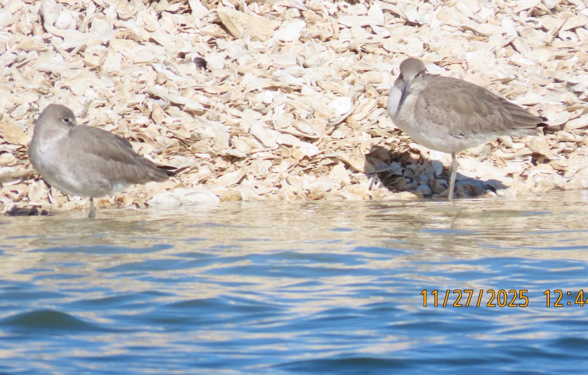 Willet - ML645955471