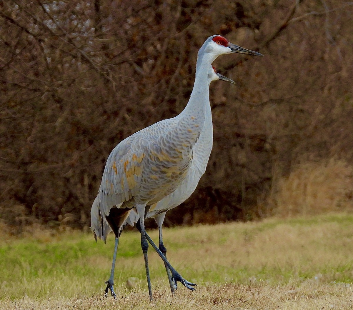 Sandhill Crane - ML645955472