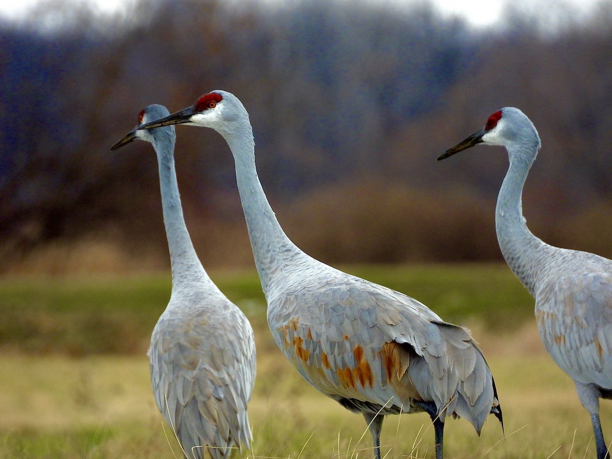 Sandhill Crane - ML645955473