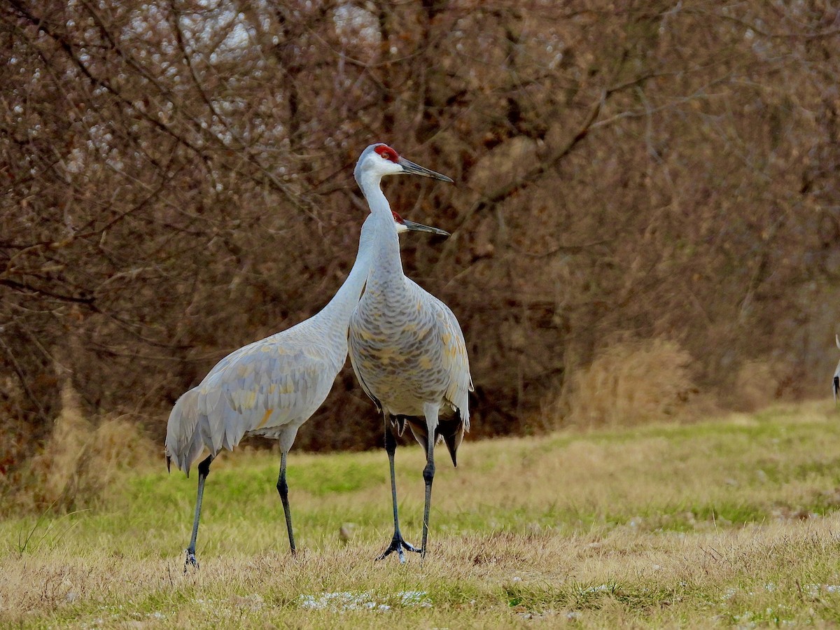 Sandhill Crane - ML645955475