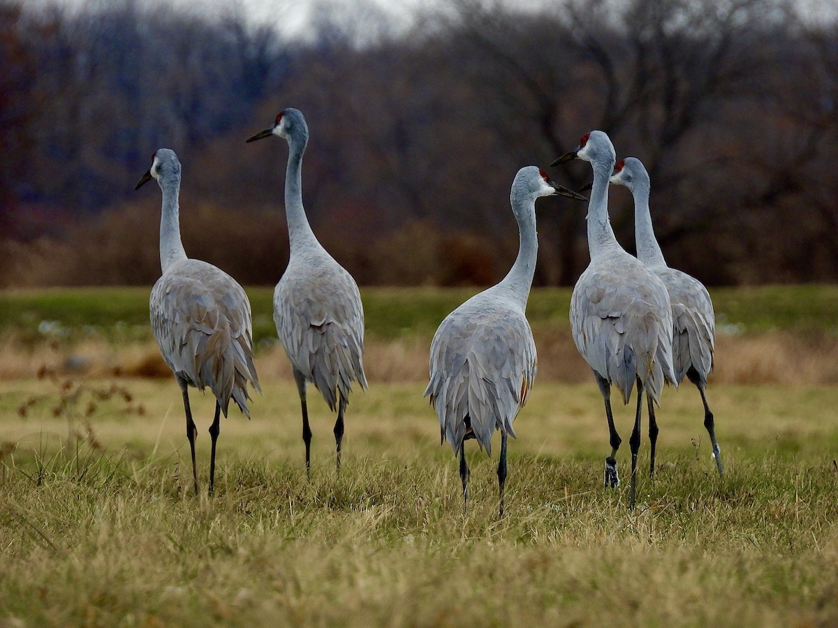 Sandhill Crane - ML645955476