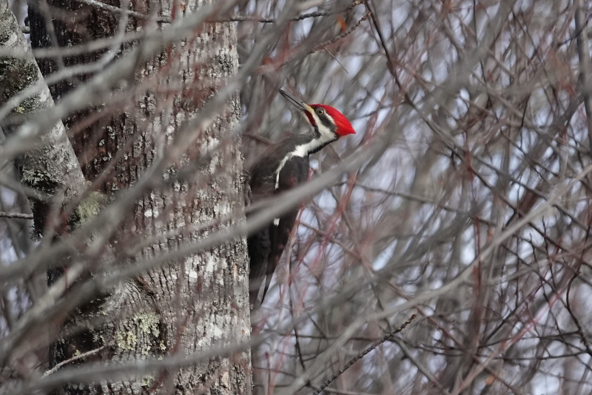 Pileated Woodpecker - ML645955477