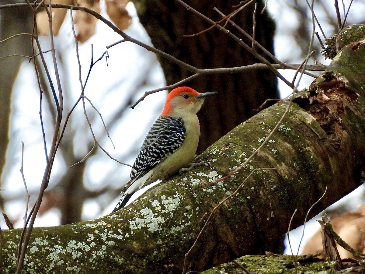 Red-bellied Woodpecker - ML645955480