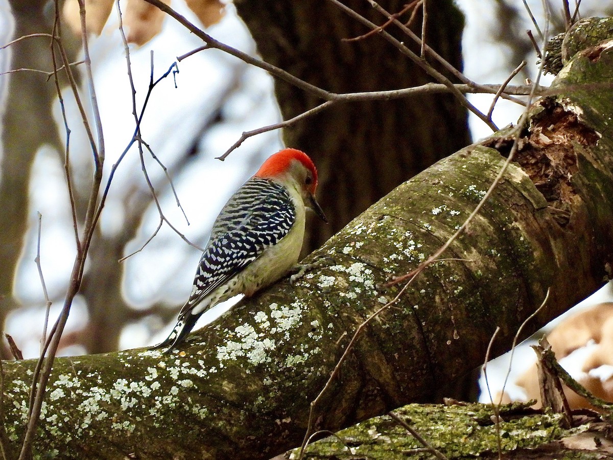 Red-bellied Woodpecker - ML645955481