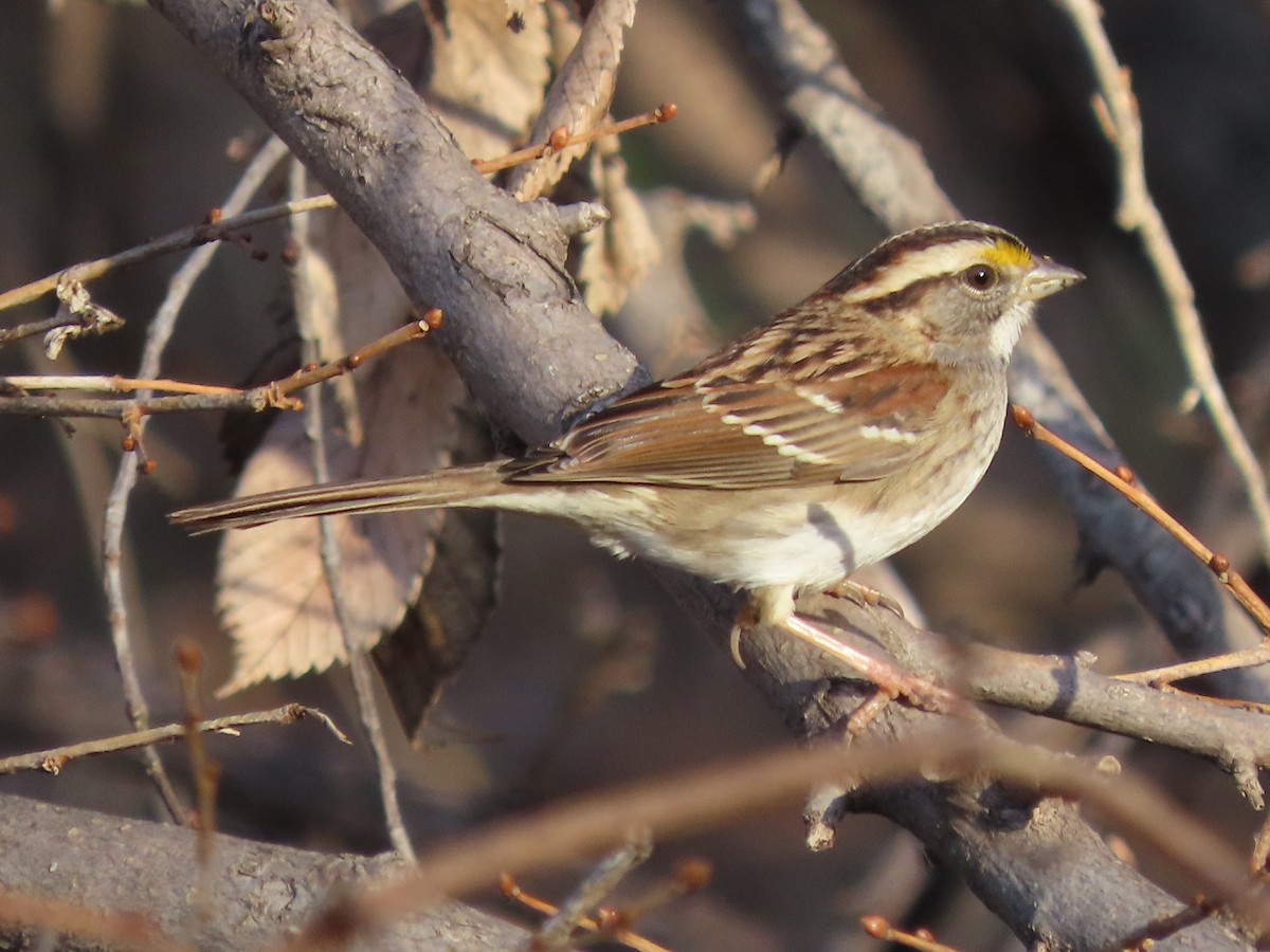 White-throated Sparrow - ML645955486