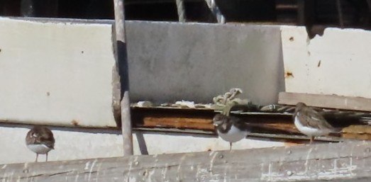 Ruddy Turnstone - ML645955488