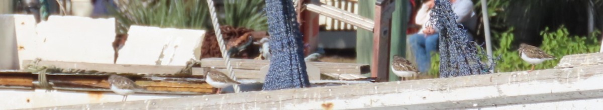 Ruddy Turnstone - ML645955489