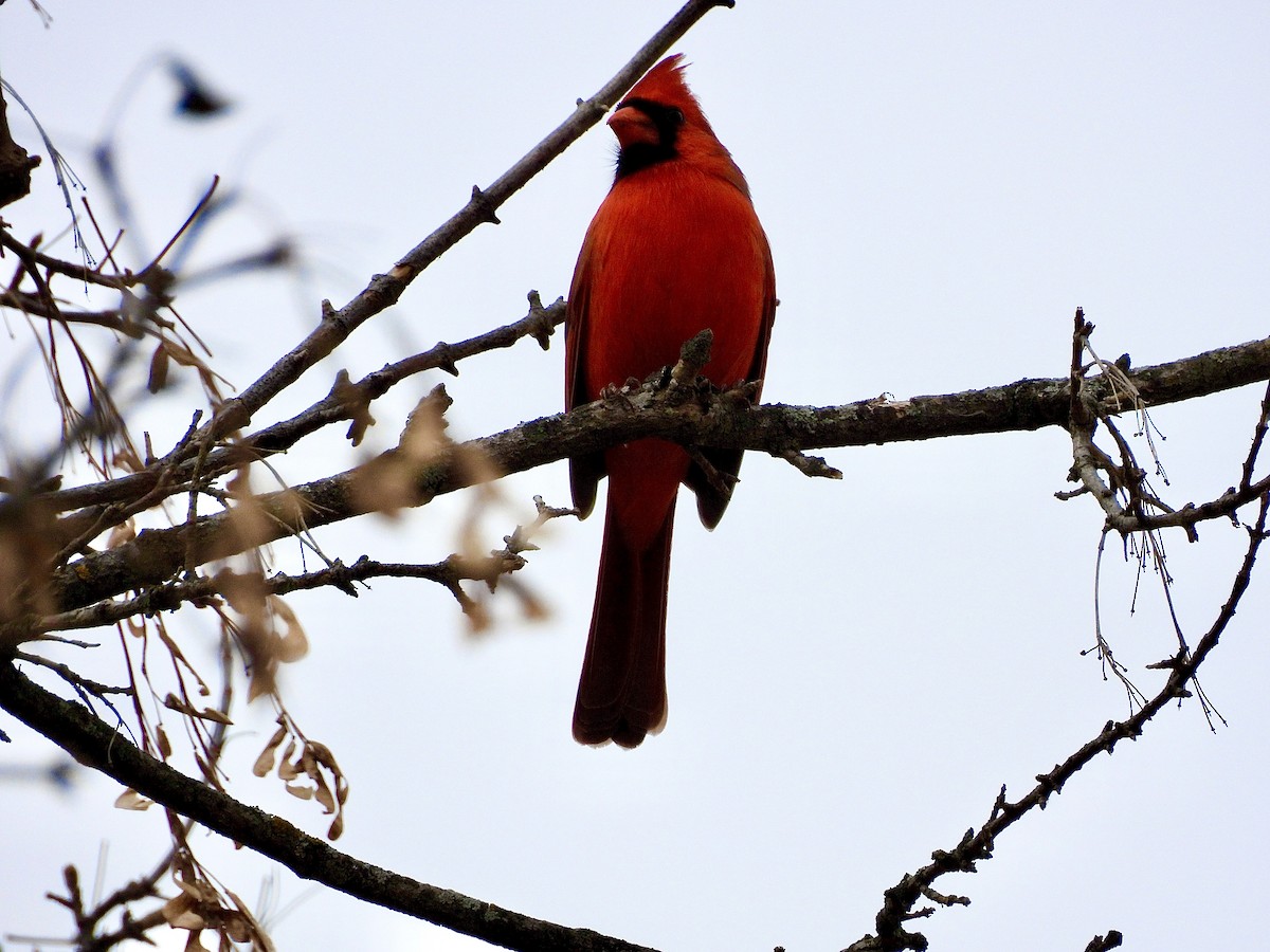 Northern Cardinal - ML645955490