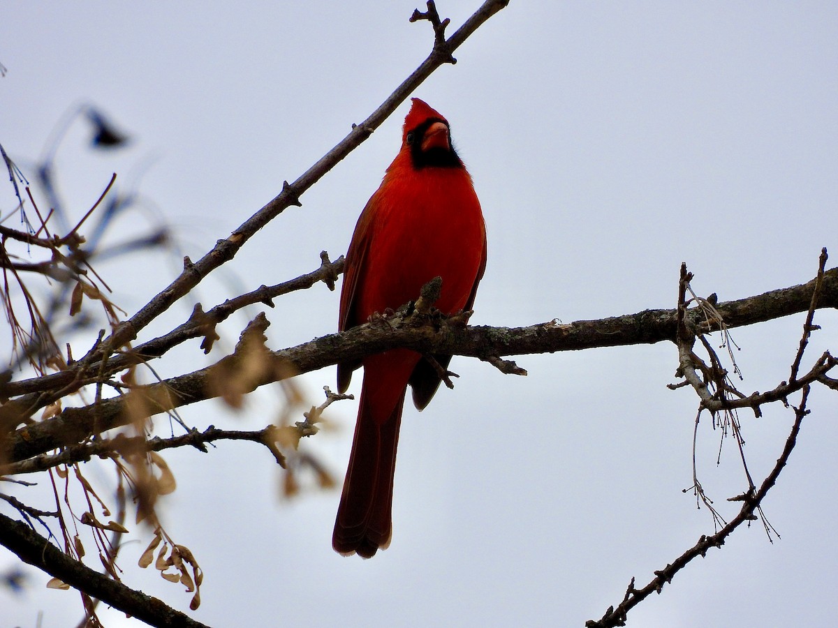 Northern Cardinal - ML645955491