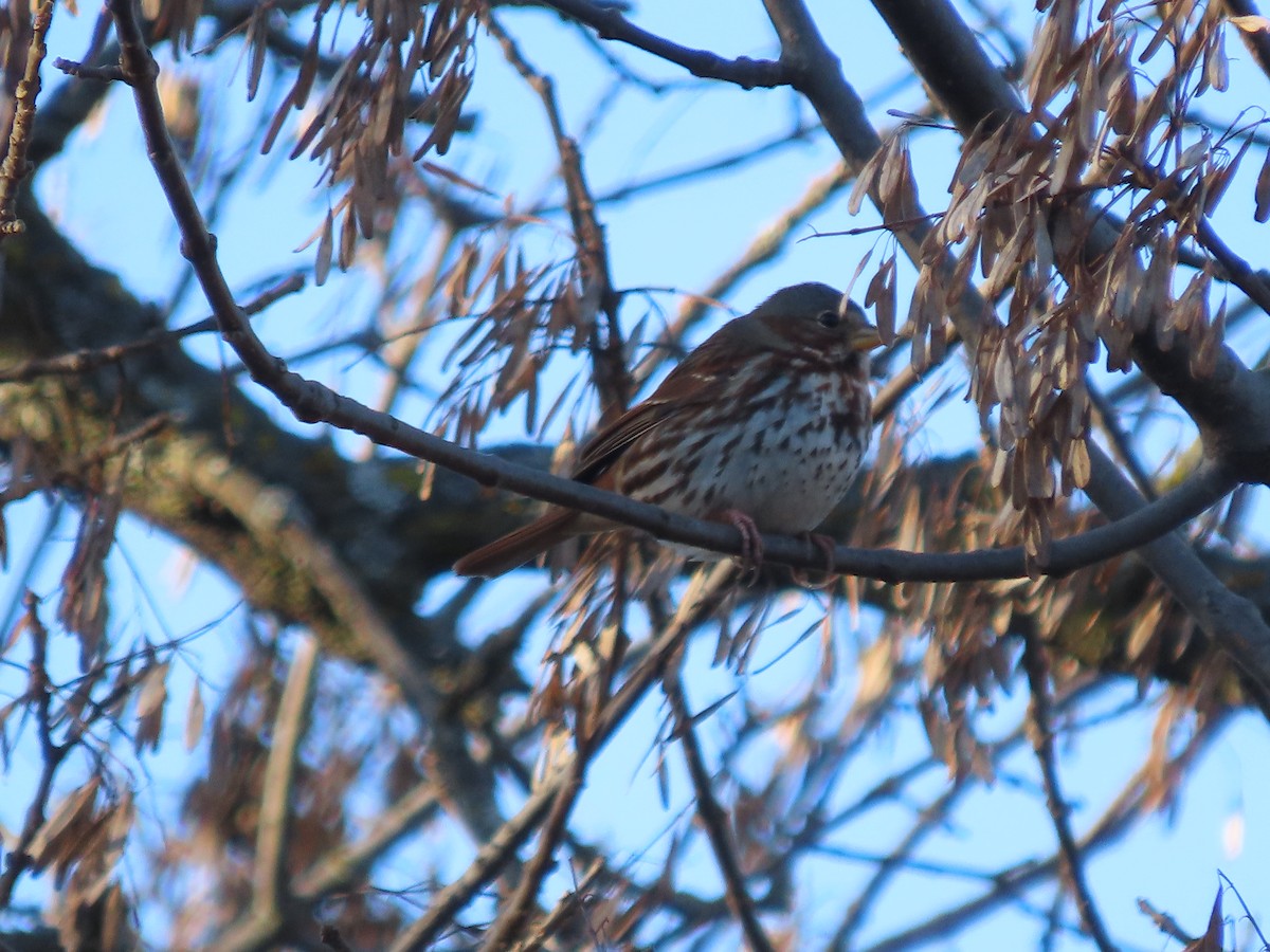Fox Sparrow - ML645955501