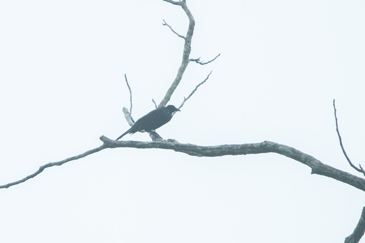 Giant Cowbird - ML645955502