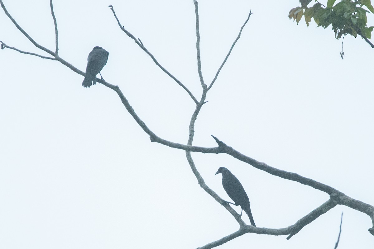 Giant Cowbird - ML645955503