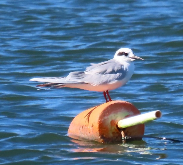 Крячок неоарктичний - ML645955505