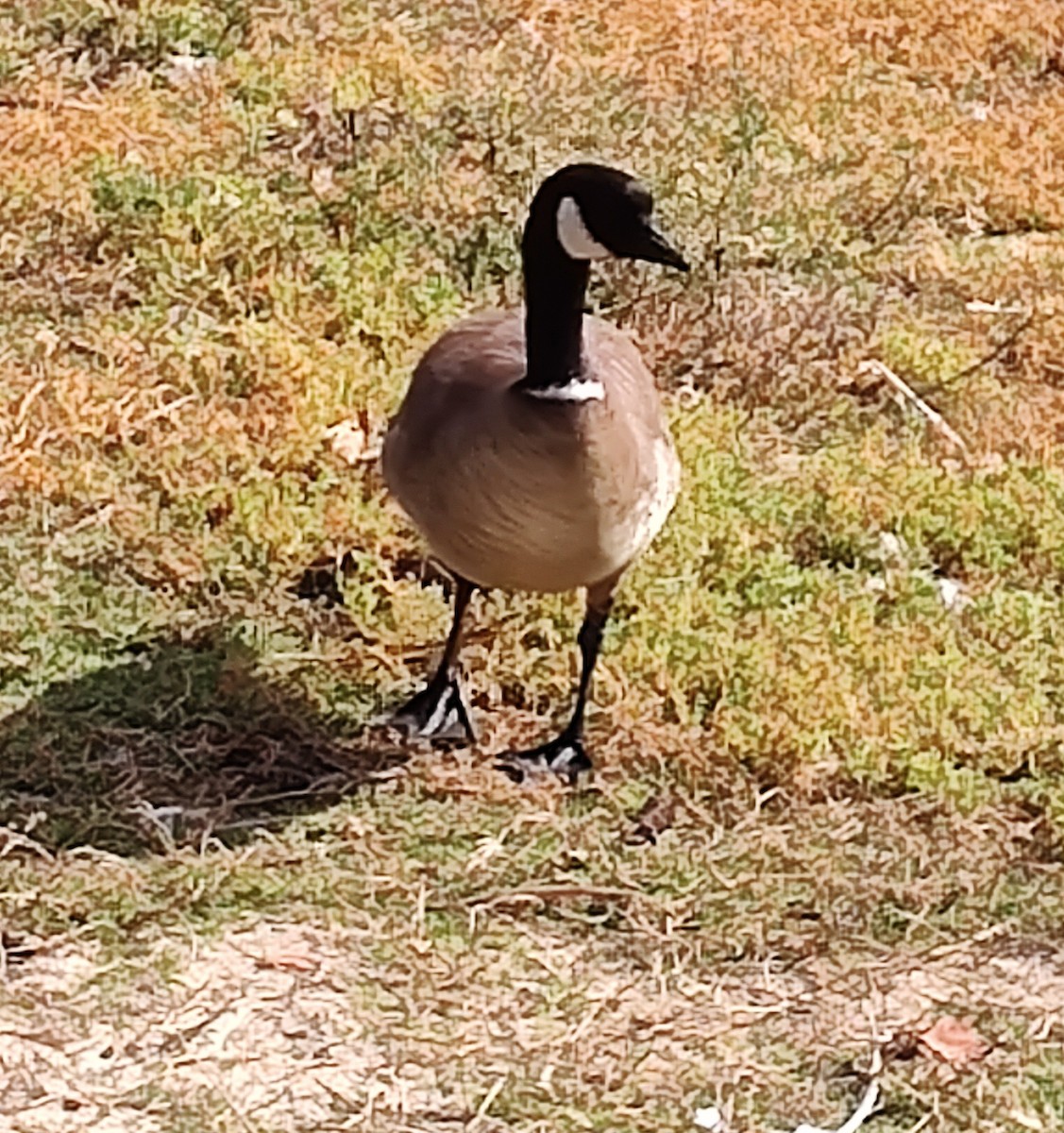 Cackling Goose - ML645955516