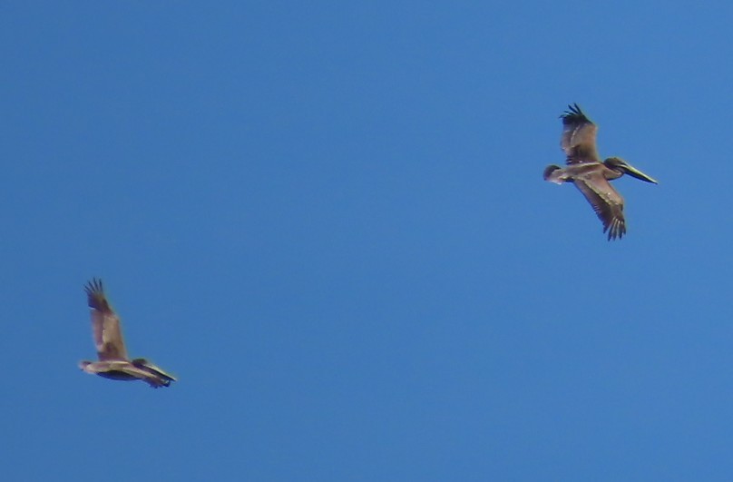 Brown Pelican - ML645955517