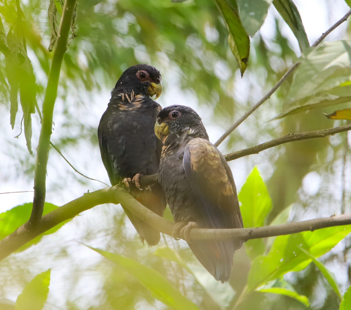 Bronze-winged Parrot - ML645955532