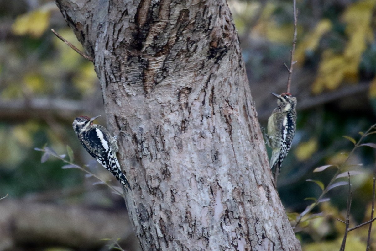 Желтобрюхий дятел-сокоед - ML645955538