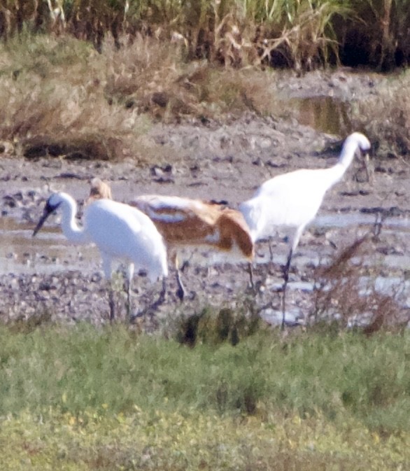 Kurrilo zuria - ML645955548