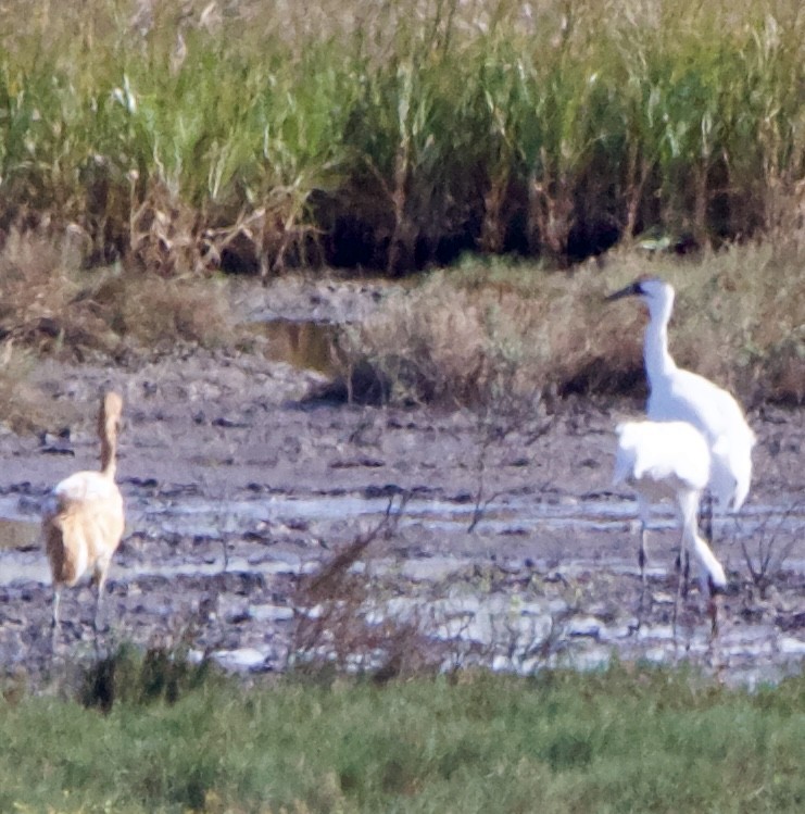 Kurrilo zuria - ML645955549