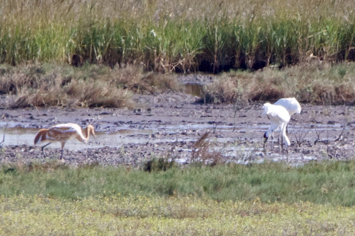 Kurrilo zuria - ML645955550