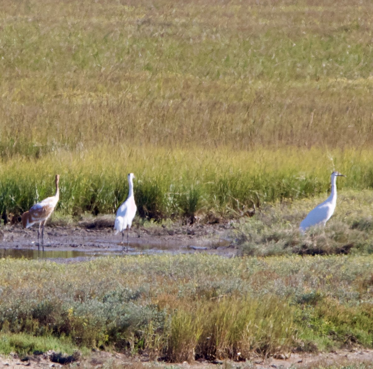 Kurrilo zuria - ML645955551