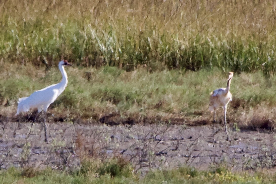 Kurrilo zuria - ML645955552