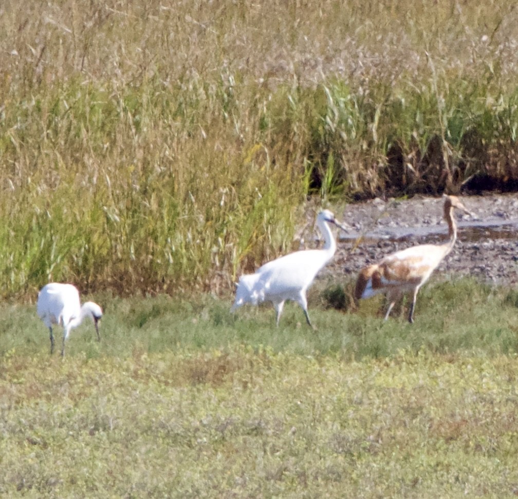 Kurrilo zuria - ML645955553