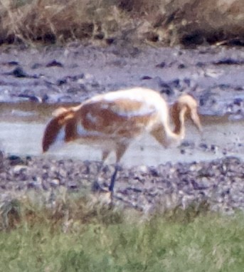 Kurrilo zuria - ML645955554