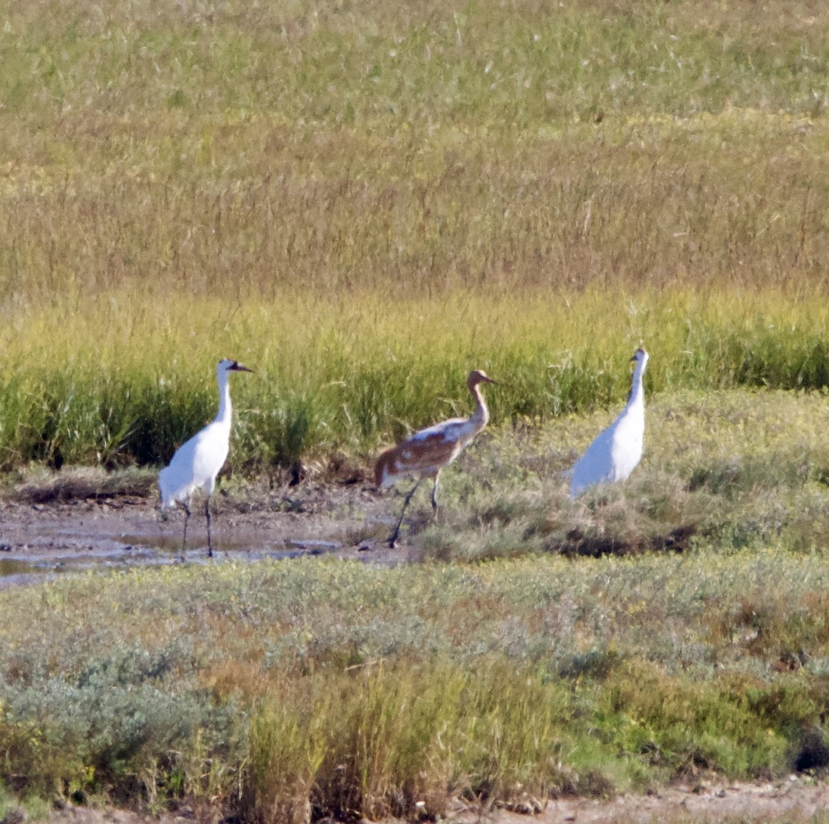 Kurrilo zuria - ML645955555