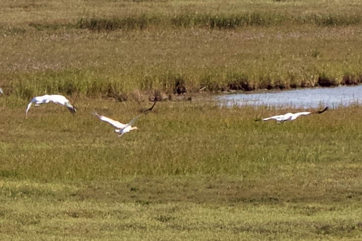 Kurrilo zuria - ML645955556