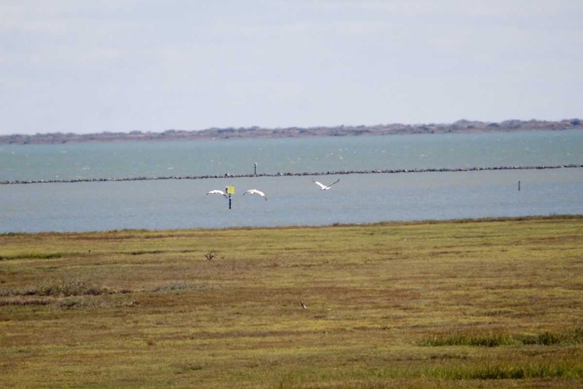 Kurrilo zuria - ML645955557